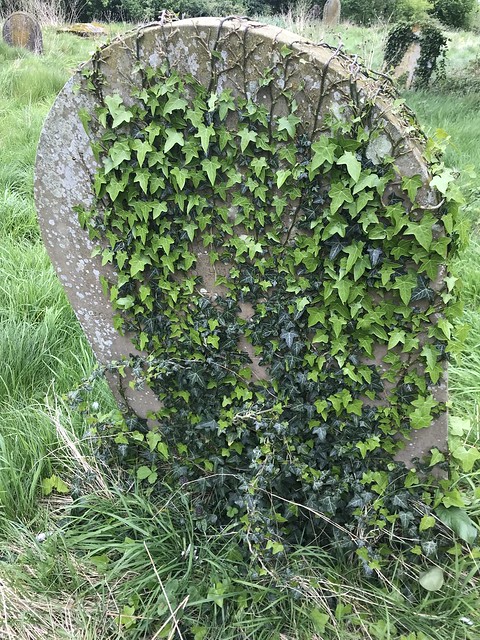 Ivy-draped headstone