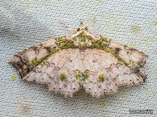 Moth (Tamba mnionomera) - P3103640
