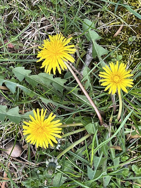 Dandelions - Photo Taken by STEVEN CHATEAUNEUF On April 20, 2024