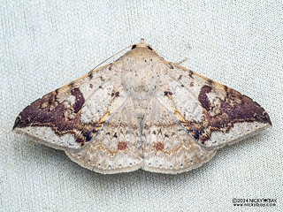 Underwing moth (Ericeia eriophora) - P3137572