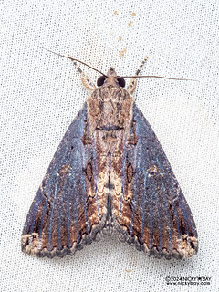 Underwing moth (Ercheia sp.) - P3137505