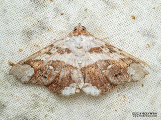 Underwing moth (Tropidtamba lepraota) - P3114178