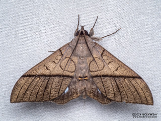 Underwing moth (Ischyja hagenii) - P3103495