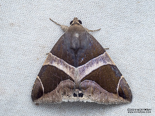 Underwing moth (Bastilla crameri) - P3103550
