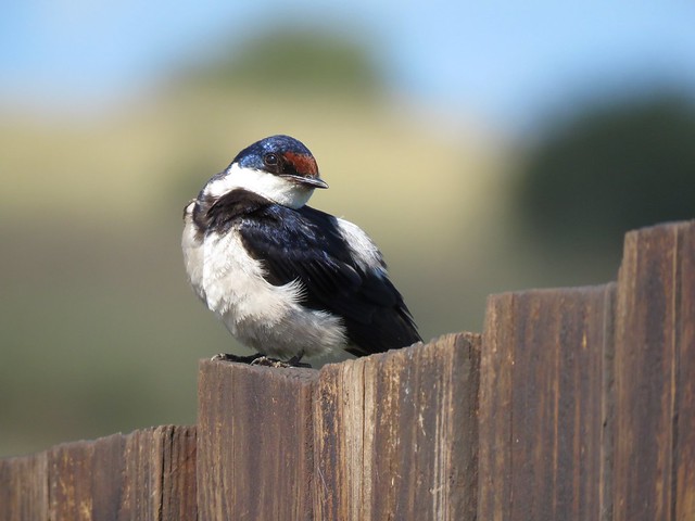 White-throated Swallow/Witkeelswael