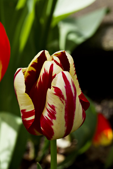 Yellow flamed tulip
