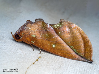 Fruit-piercing moth (Eudocima aurantia) - P3137463