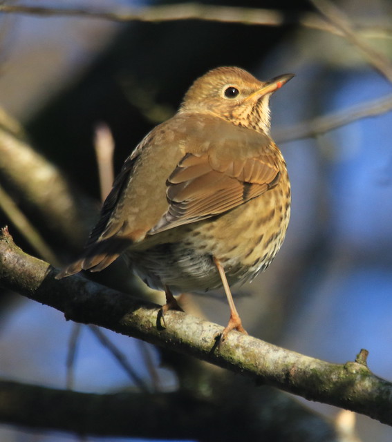 Song Thrush - Cannop Ponds
