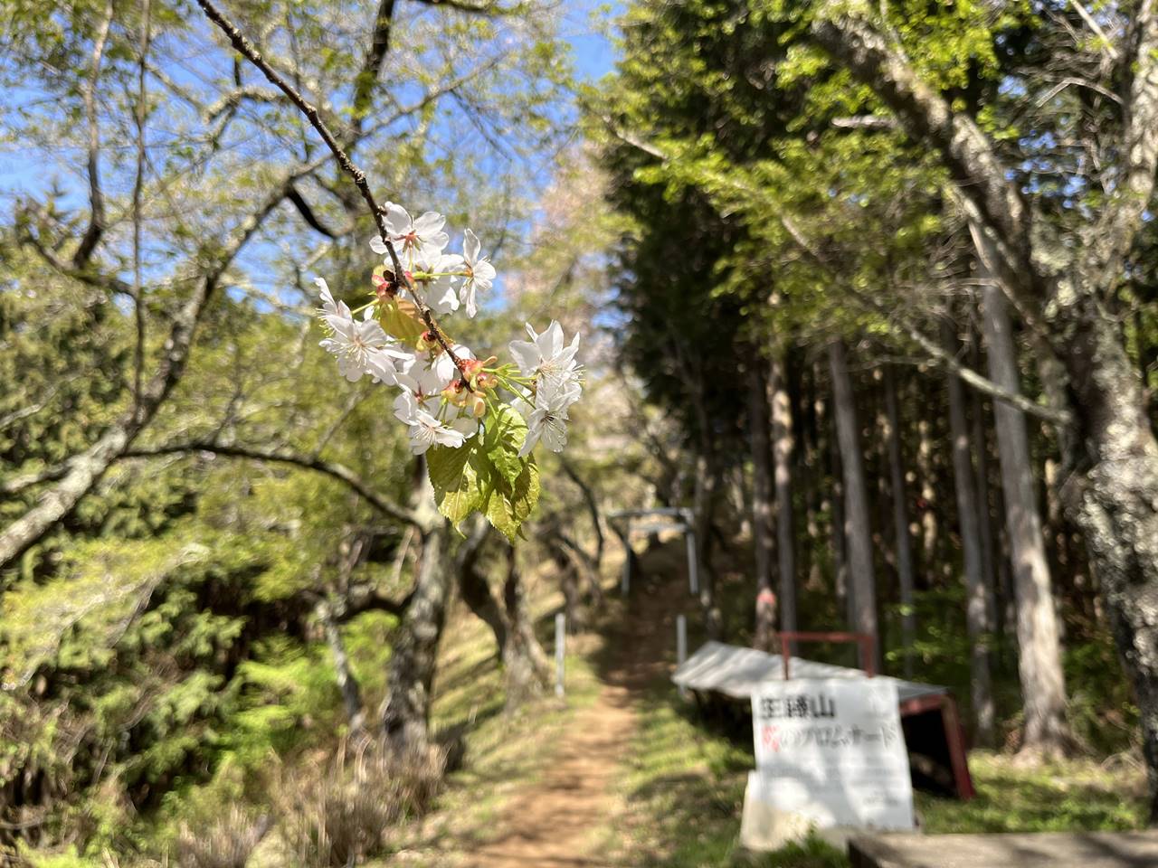 【高尾】生藤山 桜とツツジ咲く春の登山（電車・バス利用）