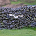Barn owl, Lorton Vale, Cumbria