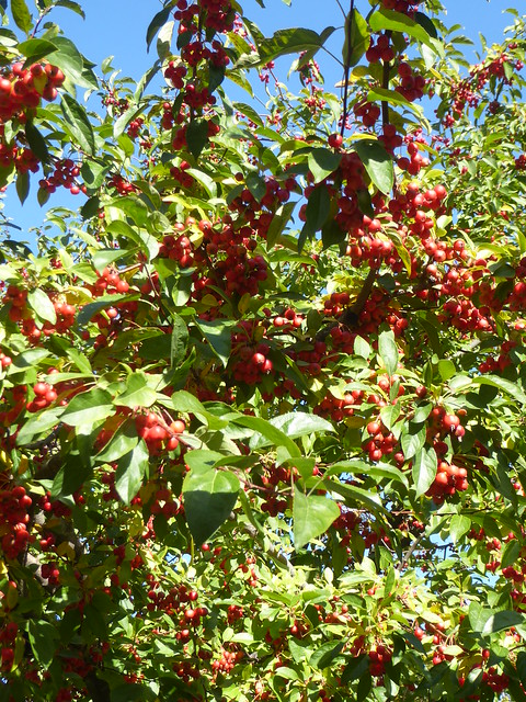 Wheaton, IL, Fall Walkabout, Red Berries