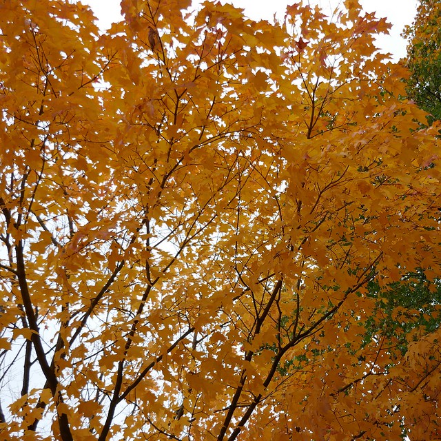 Wheaton, IL, Fall Walkabout, Maple Fall Foliage