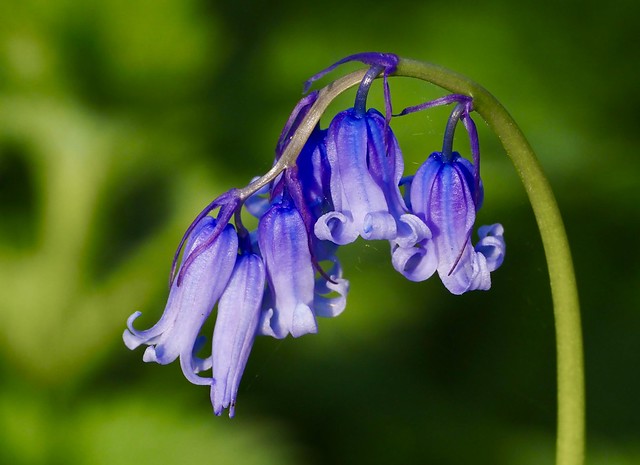Bluebells. (2)  Traditional image.