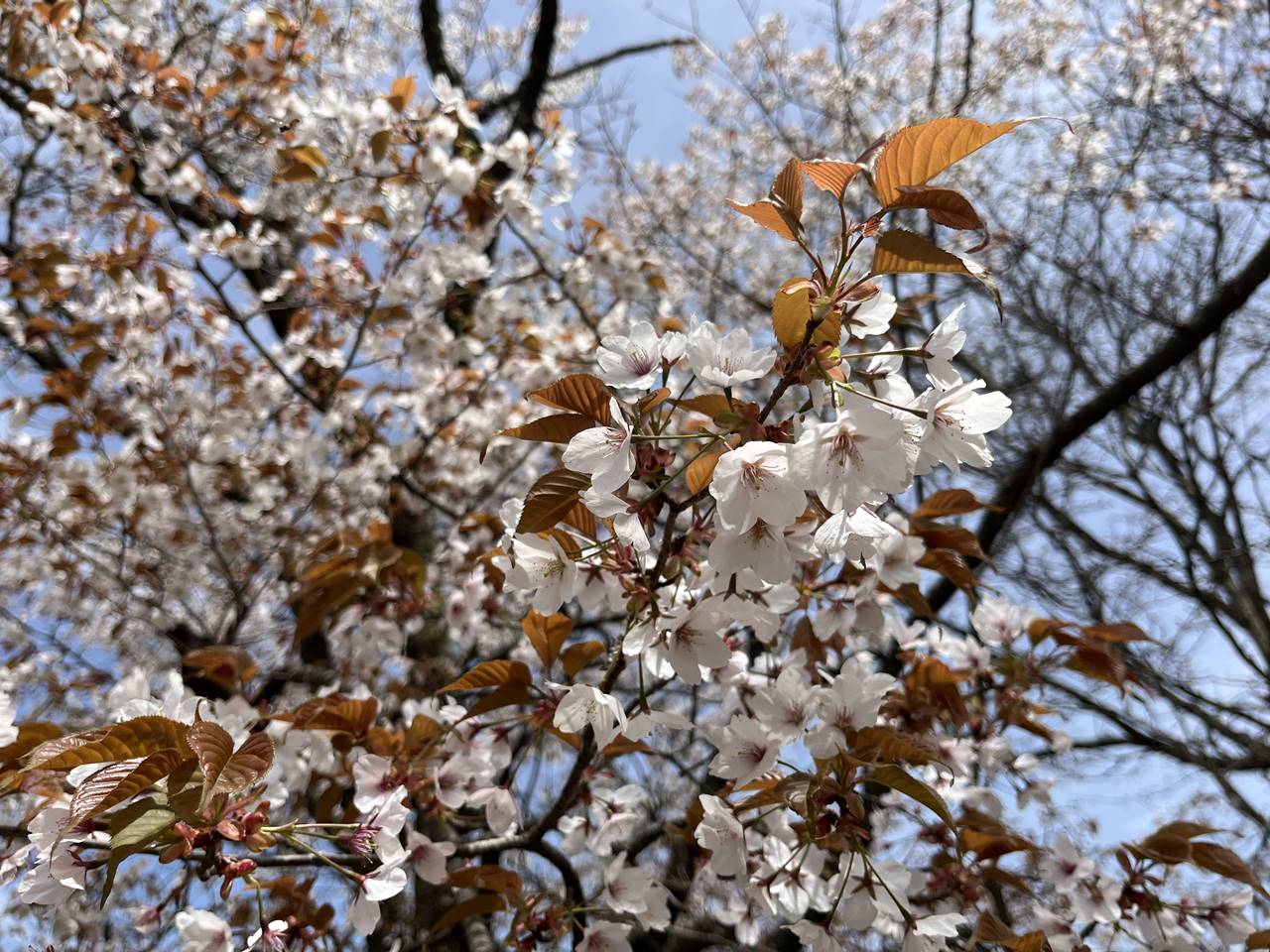 【高尾】陣馬山の桜