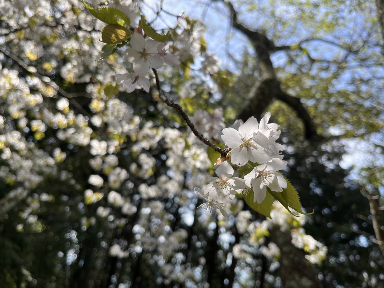 【高尾】生藤山 桜とツツジ咲く春の登山（電車・バス利用）