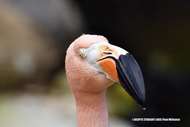 Phoenicopterus ruber (American flamingo)  -  (Published by GETTY IMAGES)