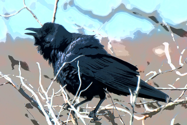 Photo illustration of a fish crow ..