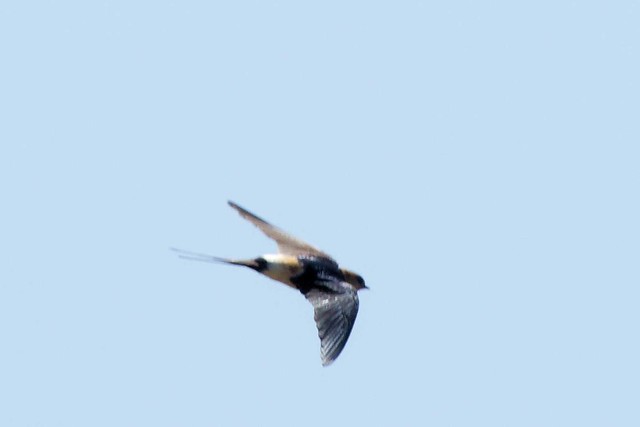 Red-rumped Swallow (cecropis daurica)