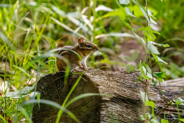 Eastern Chipmunk #1 - 2021-07-04