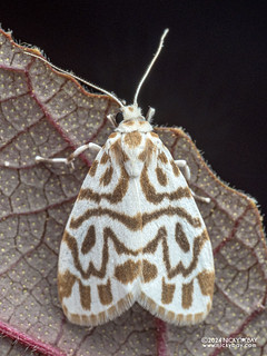 Lichen moth (Adites vagilinea) - P3102917