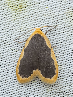 Lichen moth (Diduga sp.) - P3092306