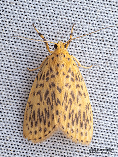 Lichen moth (Huangilene sp.) - P3092073