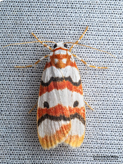 Lichen moth (Cyana cf. conclusa) - P3091998