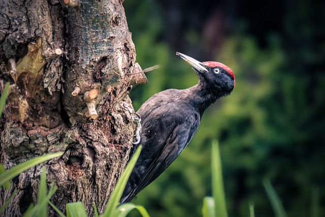 Schwarzspecht beim Fressen suchen | Black Woodpecker Searches For Food