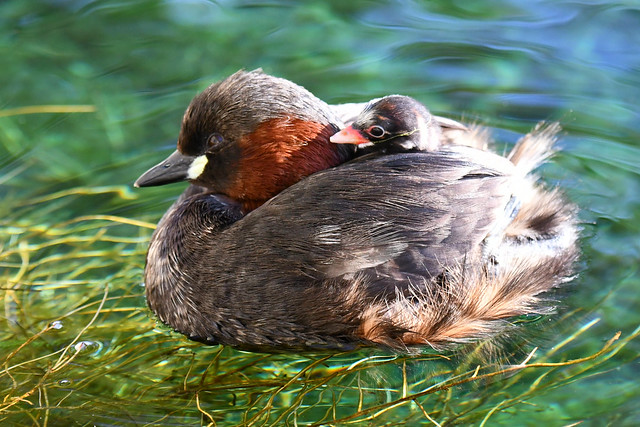 Little grebe & youngster