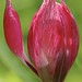 Stunning tulip