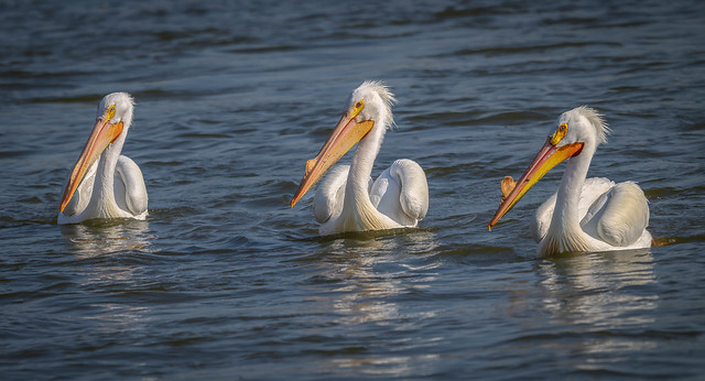 The pelican fishing club