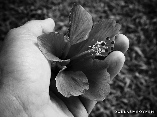 Hibiscus in my hand