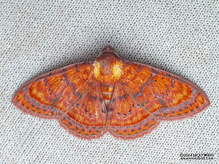 Moth (Homodes bracteigutta) - P3137742