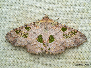Moth (Tamba delicata) - P3103667