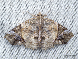 Moth (Tamba diaphora) - P3103144