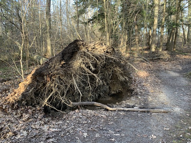 “A Massive tree uprooted and blown over in the woods at Duffins trail in Discovery bay , Martins photographs , Ajax , Ontario , Canada , April 16. 2024”