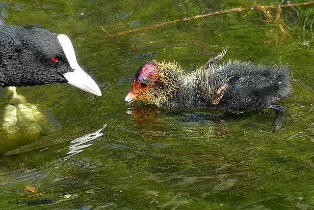 coot chick