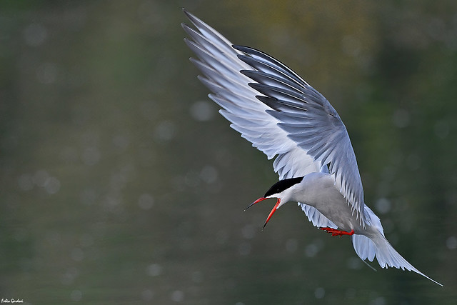 Sterna comune - Common Tern