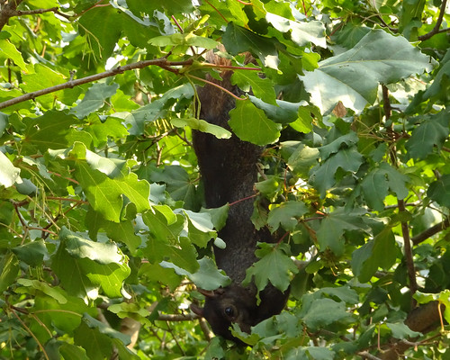 Almost Camouflaged A black squirrel hanging out in a tree in the Detroit Zoo. I wonder if it learned to climb down head first from the red pandas? 