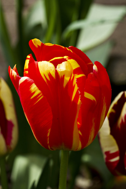 Red flamed tulip