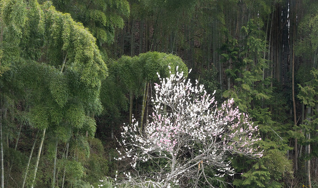 Peach Blossoms in Banboo Forest