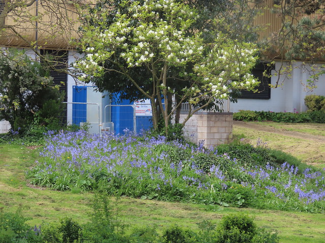 Bluebells in Handsworth Park