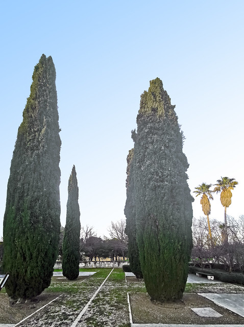 Cipreses arboles jardin Parque Juan Carlos I Madrid 01