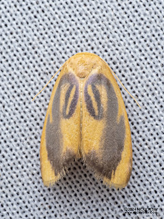 Lichen moth (Trischalis sp.) - P3103501