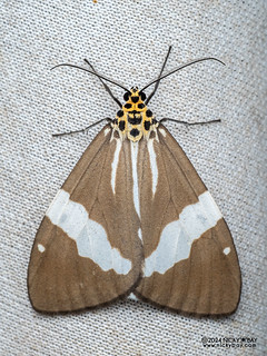 Tiger moth (Utetheisa abraxoides) - P3103060