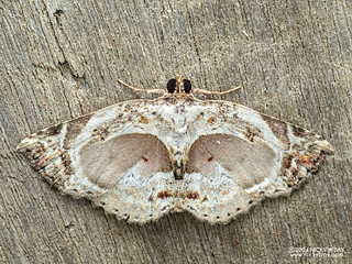 Moth (Eugnathia cheyi) - P3137659