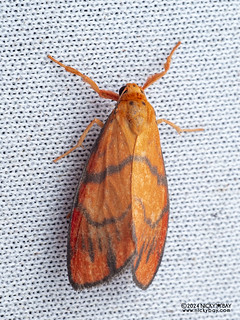 Lichen moth (Sarbine sp.) - P3091981