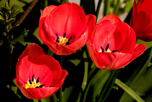 Tulipan - Tulip, From our garden-0546