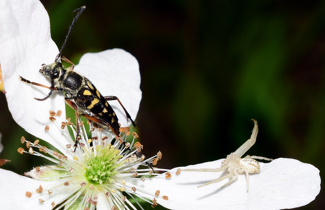 Getting Out While the Getting's Good~ Zebra Flower Longhorn Beetle (Typocerus zebra) and Crab  Spider