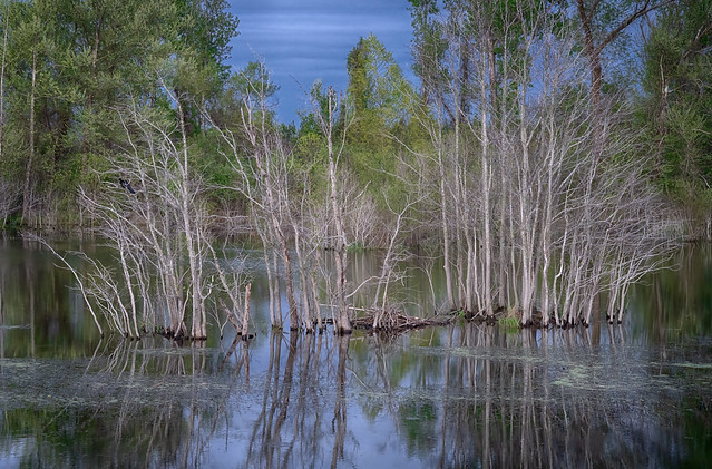 Pond Trees in Blue Hour